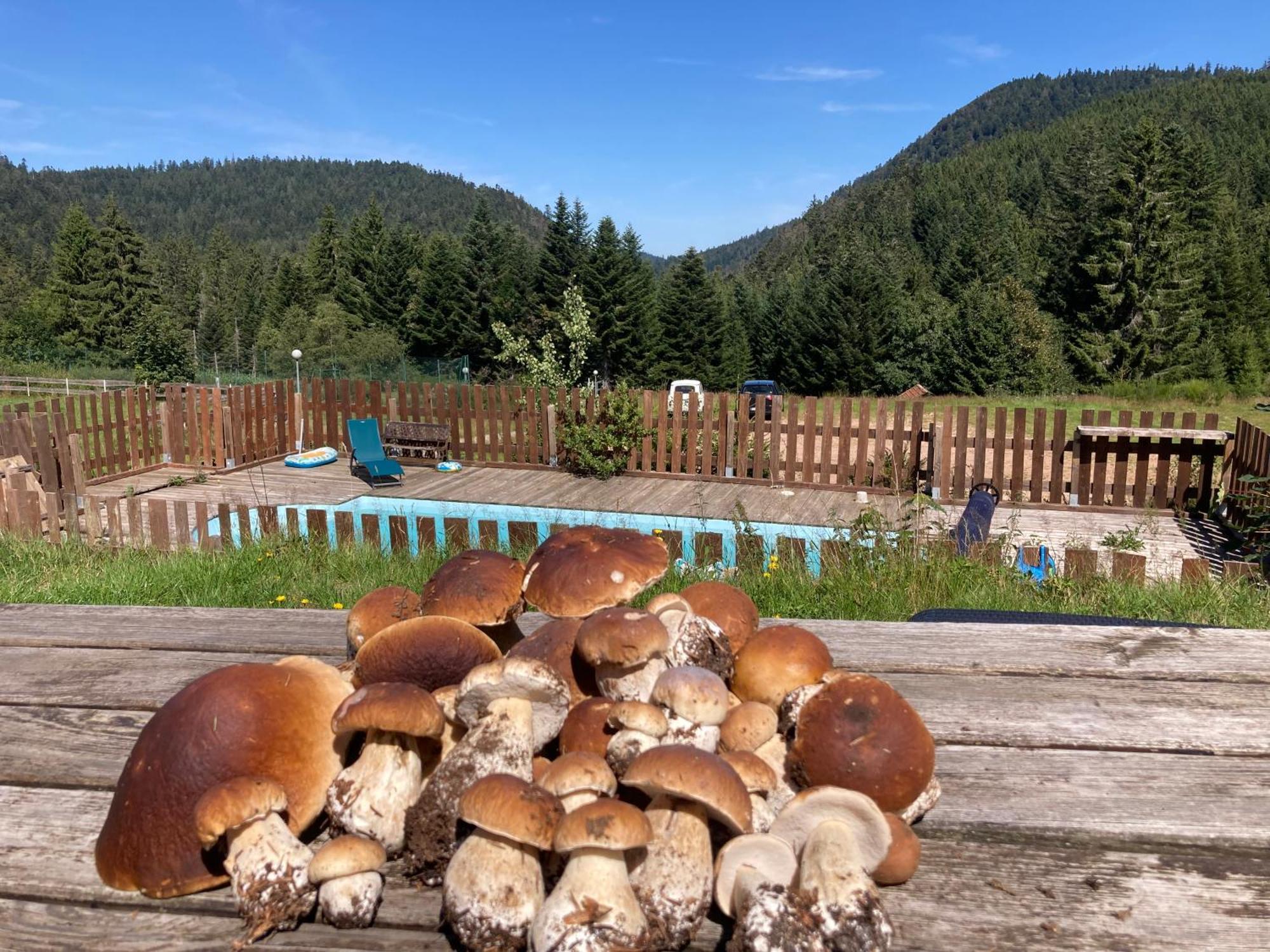 Le Perchoir Du Grand Valtin - Gite 5 Personnes - Altitude 830 Ban-sur-Meurthe-Clefcy المظهر الخارجي الصورة